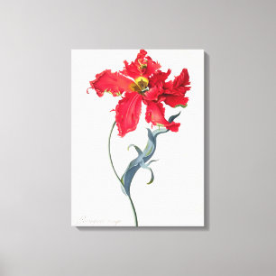 Tulpan: Perroquet Rouge Canvastryck