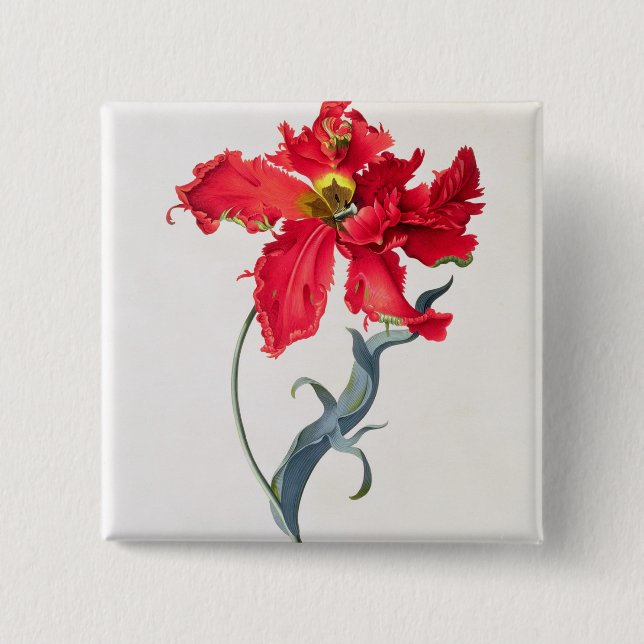 Tulpan: Perroquet Rouge Knapp (Framsida)