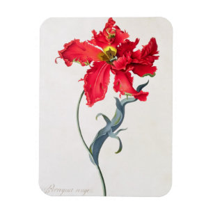 Tulpan: Perroquet Rouge Magnet