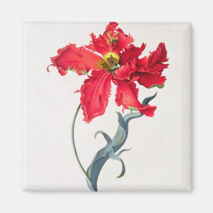 Tulpan: Perroquet Rouge Magnet
