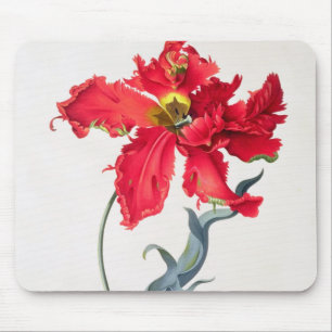 Tulpan: Perroquet Rouge Musmatta