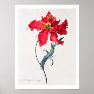 Tulpan: Perroquet Rouge Poster