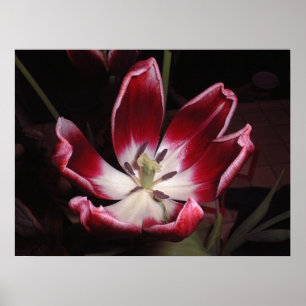 Tulpan Poster