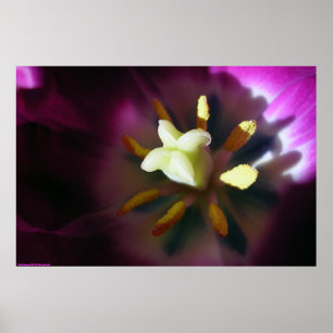 Tulpan Poster