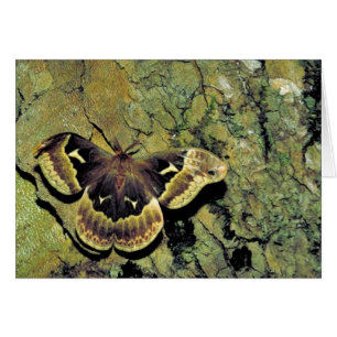 Tulpan-träd silkemal hälsningskort