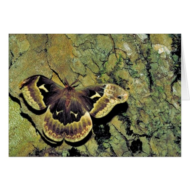 Tulpan-träd silkemal hälsningskort (Framsidan Horizontal)