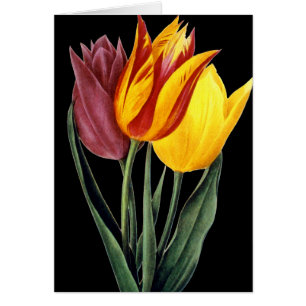 Tulpan (Tulipa Gesneriana) OBS Kort
