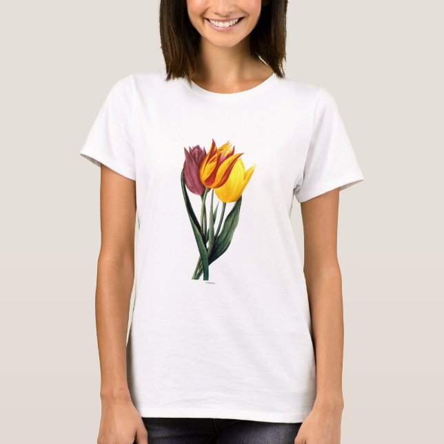 Tulpan (Tulipa Gesneriana) Tee (Framsida)