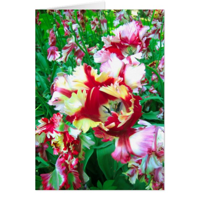 Tulpanblomma Hälsningskort (Framsidan)