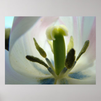 TULPANBLOMMA INUTRI Art Print Vår Tulpaner Canvas Poster