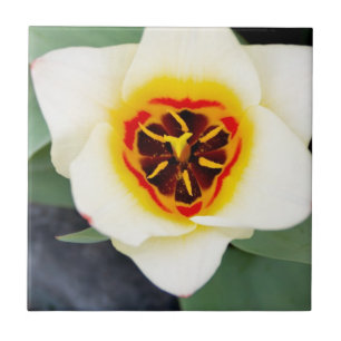 Tulpanblomma Kakelplatta