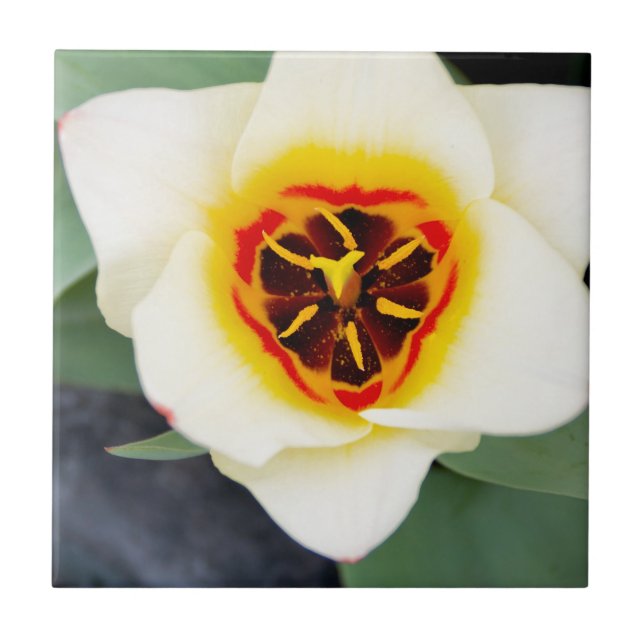 Tulpanblomma Kakelplatta (Framsidan)