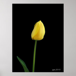 tulpanblomma med en gult poster