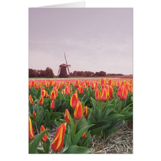 Tulpanblommafält och kvarn hälsningskort (Framsidan)