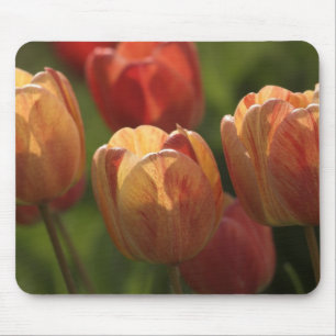 Tulpanblommarmusen vadderar musmatta