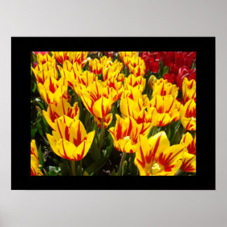Tulpanblommor Fina konsttryck Gula Tulpaner Poster