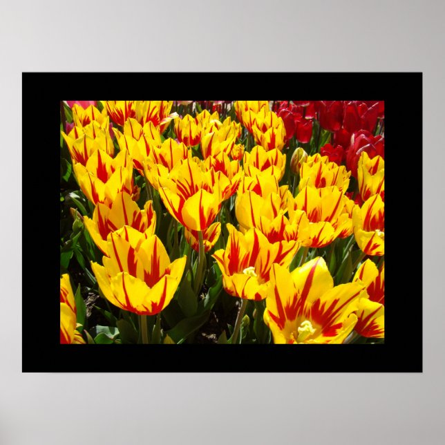 Tulpanblommor Fina konsttryck Gula Tulpaner Poster (Framsidan)