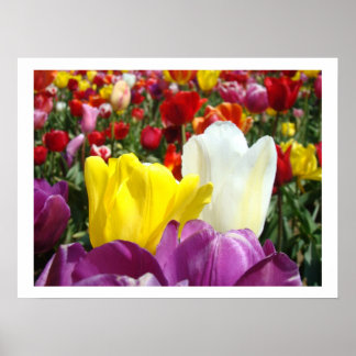Tulpanblommor Finkonstfotografering Tulpaner Blomm Poster