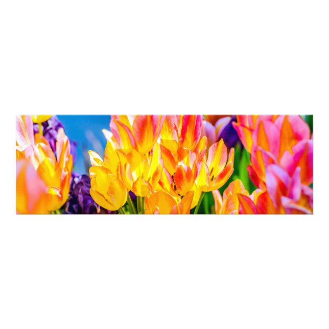 Tulpanblommor - Frodas Fototryck (Framsidan)