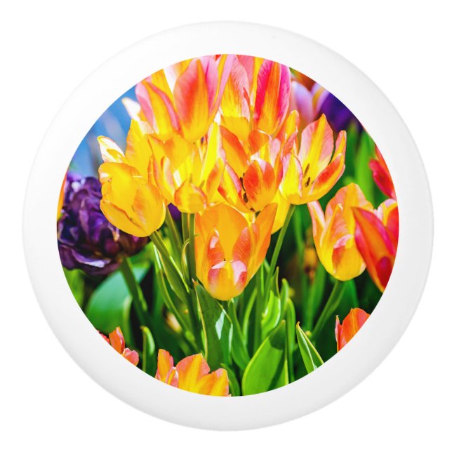 Tulpanblommor - Frodas Knopp (Framsidan)