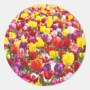 Tulpanblommor klistermärken Vårblommor tätningar