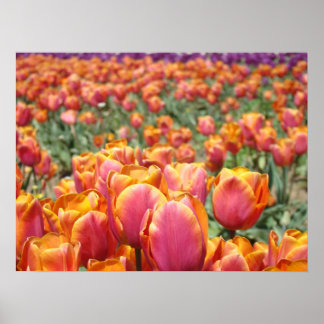 Tulpanblommor konst posters Rosa Orange Tulpaner