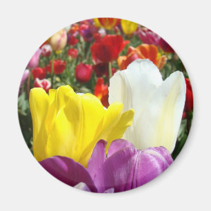 Tulpanblommor magnet Färgglad Lägg till din text