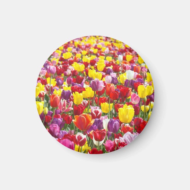 Tulpanblommor magneter Vår Tulpaner (Framsidan)