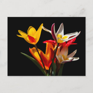 Tulpanblommor mot svart bakgrund vykort