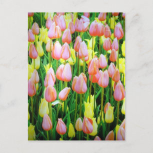 tulpanblommor vykort