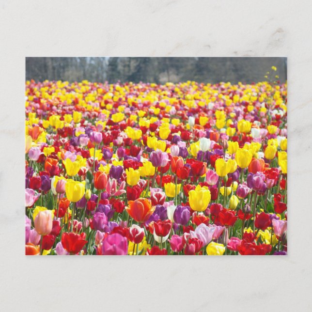 Tulpanblommor vykort Vårtulpaner (Framsida)