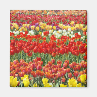 Tulpanblomsterfestivalmagneter Röda tulpaner Magnet
