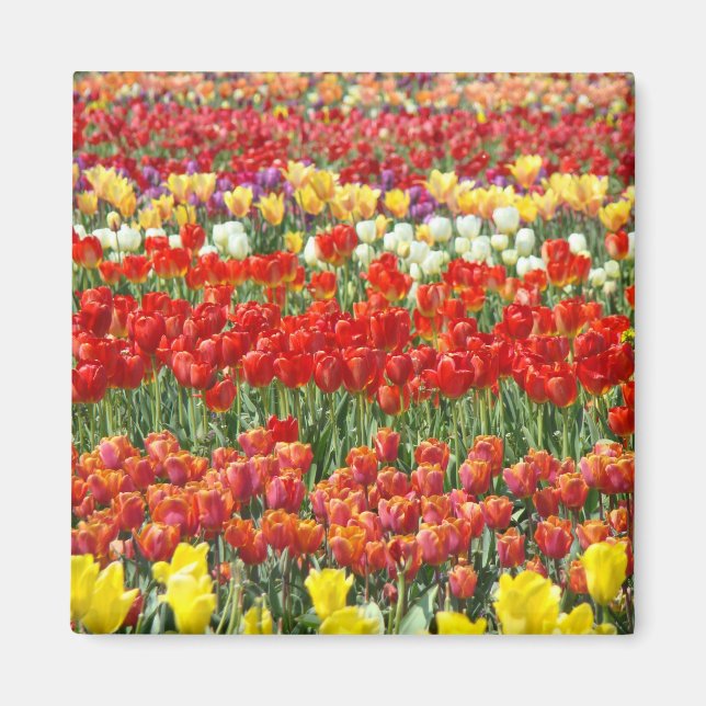 Tulpanblomsterfestivalmagneter Röda tulpaner Magnet (Framsidan)