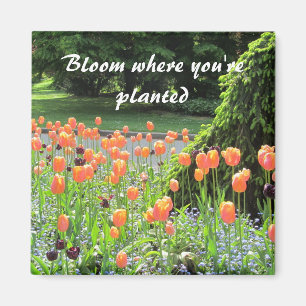 Tulpaner - Blomma Där Du Är Planterad Magnet