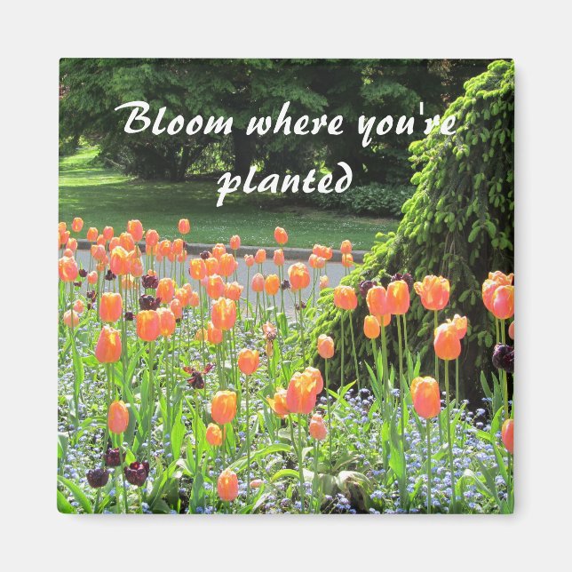 Tulpaner - Blomma Där Du Är Planterad Magnet (Framsidan)