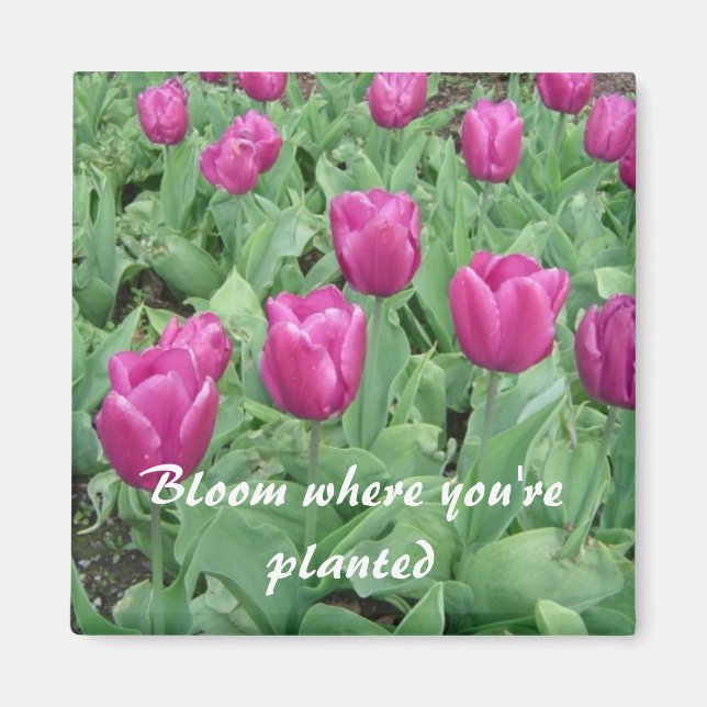 Tulpaner - Blomma Där Du Är Planterad Magnet (Framsidan)
