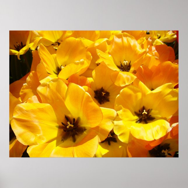 Tulpaner Fina Konsttryck Gyllene Gula Tulpanblommo Poster (Framsidan)
