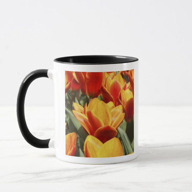 Tulpaner finns i överflöd i Keukenhof Gardens, Hol Mugg (Vänster)