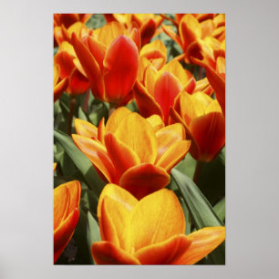 Tulpaner finns i överflöd i Keukenhof Gardens, Hol Poster