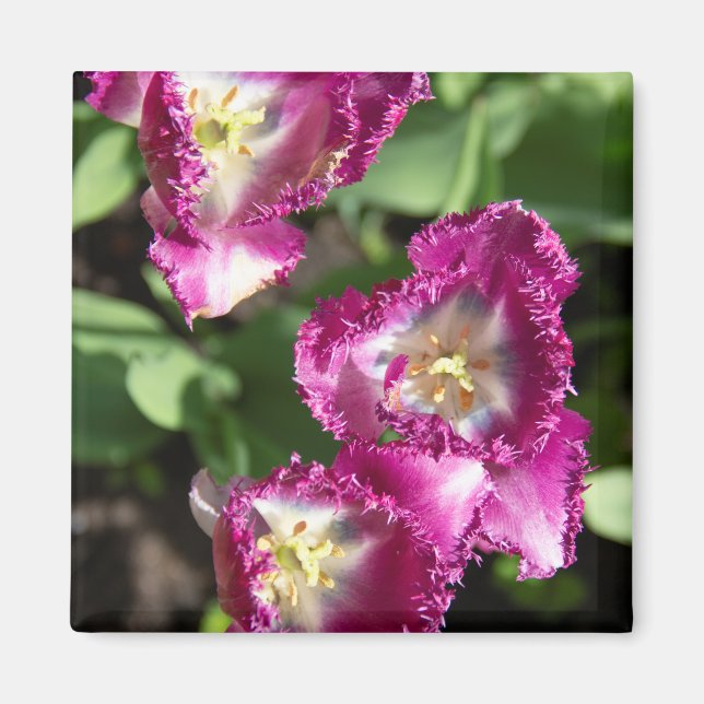 Tulpaner för lila i trädgården magnet (Framsidan)