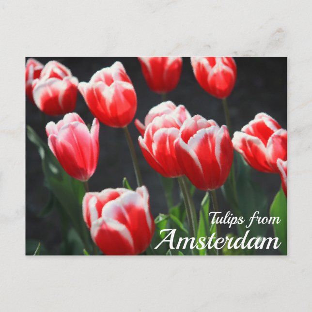 Tulpaner från Amsterdam Vykort (Framsida)