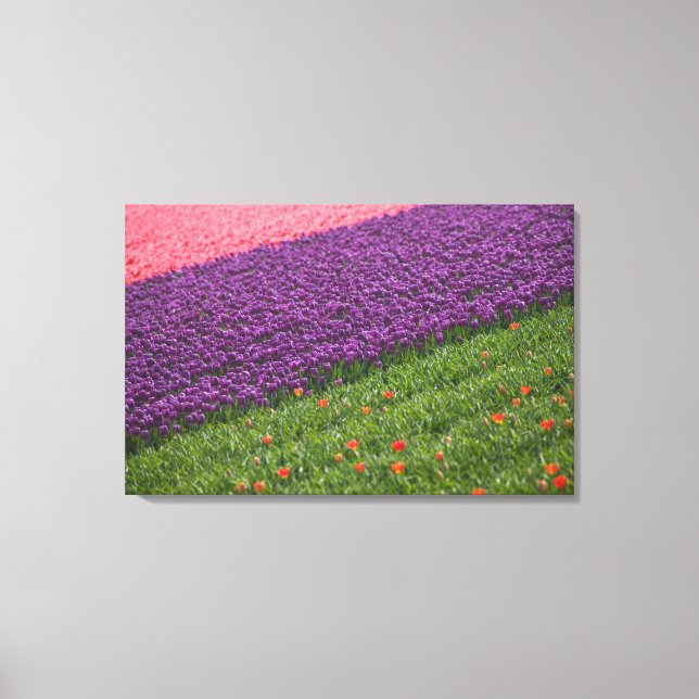 Tulpaner i Keukenhof Gardens, Amsterdam, 2 Canvastryck (Framsida)