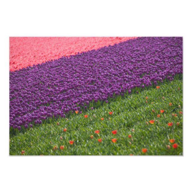 Tulpaner i Keukenhof Gardens, Amsterdam, 2 Fototryck (Framsidan)
