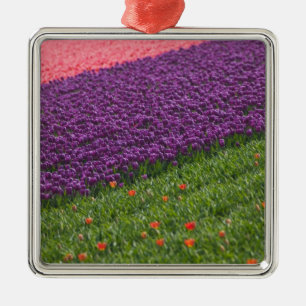 Tulpaner i Keukenhof Gardens, Amsterdam, 3 Julgransprydnad Metall