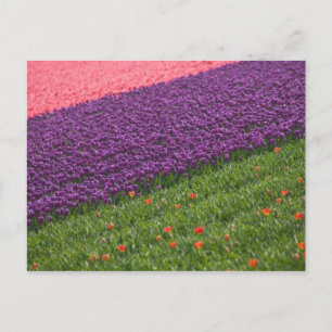 Tulpaner i Keukenhof Gardens, Amsterdam, 3 Vykort