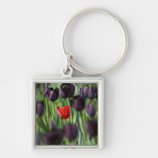 Tulpaner i Keukenhof Gardens, Amsterdam, Fyrkantig Silverfärgad Nyckelring (Framsidan)