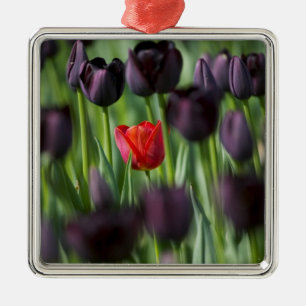 Tulpaner i Keukenhof Gardens, Amsterdam, Julgransprydnad Metall