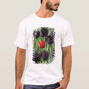Tulpaner i Keukenhof Gardens, Amsterdam, T Shirt