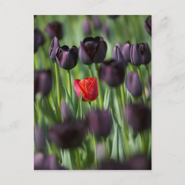 Tulpaner i Keukenhof Gardens, Amsterdam, Vykort (Framsida)