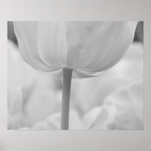 Tulpaner i Keukenhof Gardens, Holland. Poster